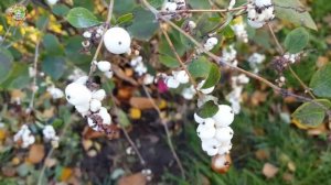 Как спасти урожай при любых климатических условиях?