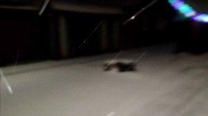 ПРОГУЛКА ПЕРЕД СНОМ// ПРОСТАЯ ЖИЗНЬ 45//БАРСИК ВЕРНЫЙ КОТ