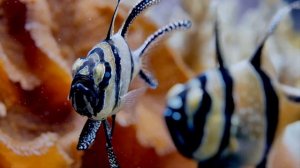 Роберт Шуман ~ Грёзы