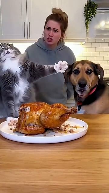 Кошки против собак смотреть онлайн