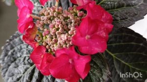 Black Diamonds After Midnight Red