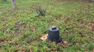 Столетний дом в лесу: сажаю орехи и готовлю участок к зиме #хочувдеревню #хутор