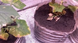 НЕОБЫЧНЫЙ ВРЕДИТЕЛЬ КОМНАТНЫХ РОСТЕНИЙ.