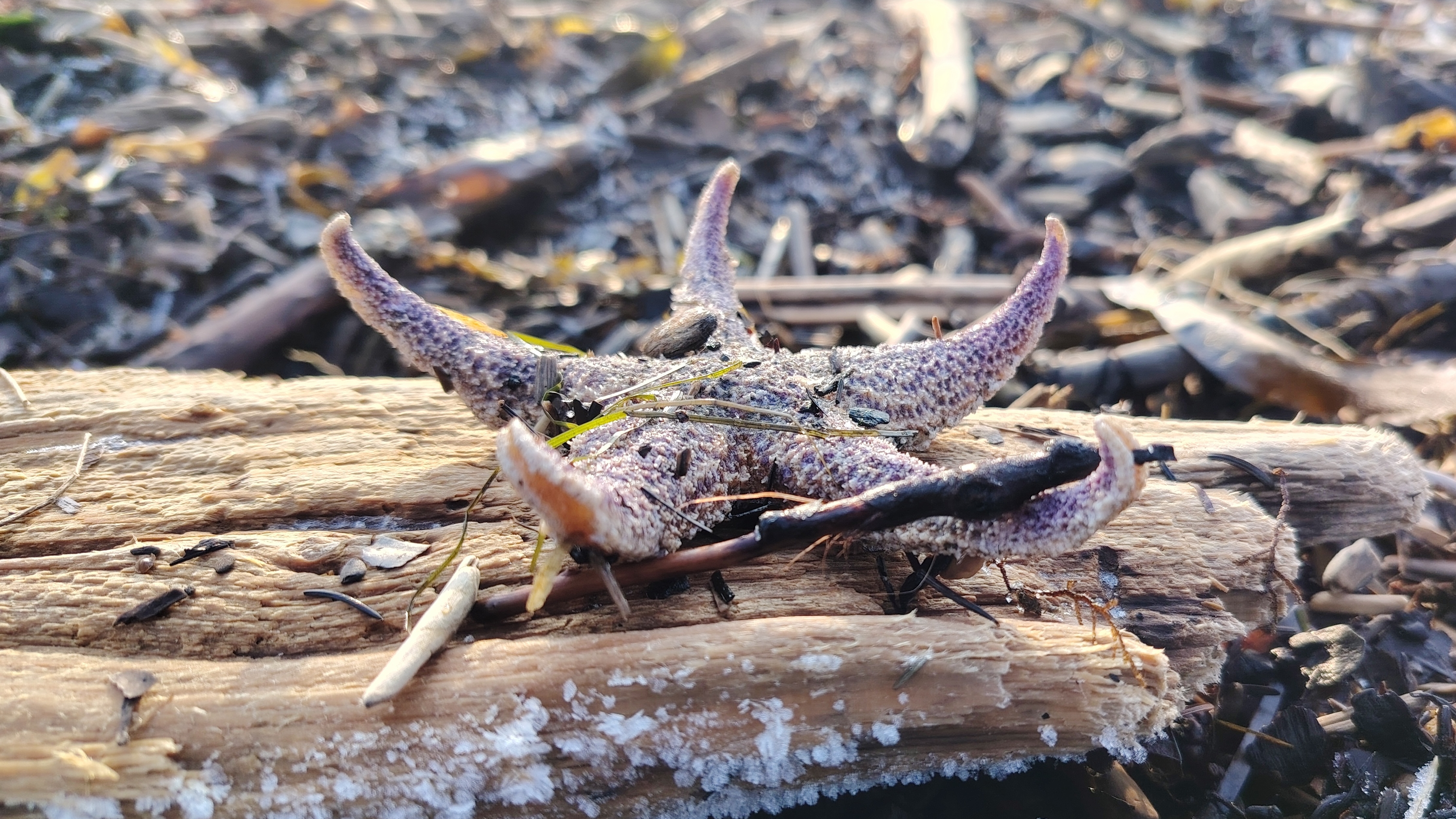 Был шторм на море | Морепродукты ракушки | декабрь | Дальний восток |Остров Сахалин смотреть онлайн