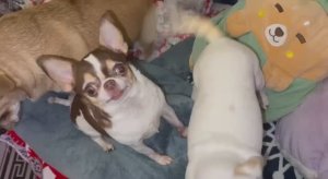 Всем самой доброй ночи и прекрасных снов.