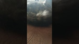 омааагаааад