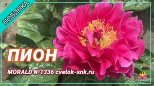 Гибрид "MORALD"/Сад Ворошиловой