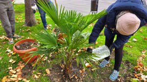 САЖАЕМ ТРИ ПАЛЬМЫ ТРАХИКАРПУС на НАБЕРЕЖНОЙ в ГЕЛЕНДЖИКЕ