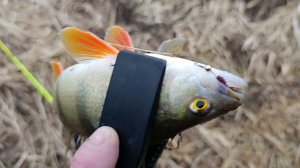 Микро-речка 4 декабря 2025..mp4