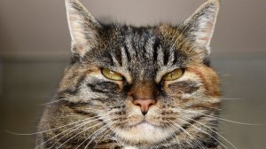 Наглый котяра (Караоке без голоса)