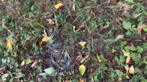 Дом из прошлого. Борьба с плесенью. Привезли утеплитель #хочувдеревню #хутор