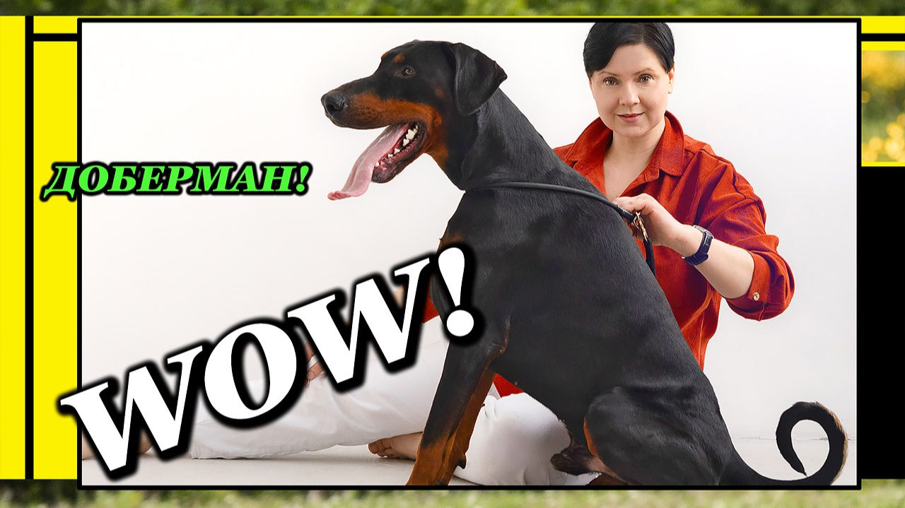 Порода собак Доберман - характеристика и описание породы. Доберман питомника Москвы.