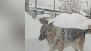 Дневник за 7 декабря: опять снег, играю с Босом, готовим курицу в аэрогриле
