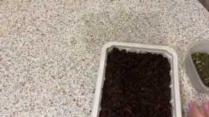 Бакопа. Посев из своих семян