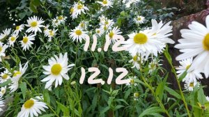 Лунный календарь для цветоводов с8.12-14.12.25г.