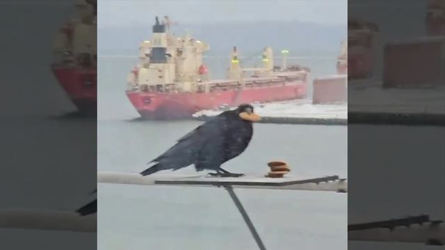 😳Самого жадного и при этом очень умного ворона засняли во Владивостоке — пернатый смог поместить в