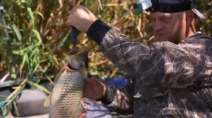 РЫБАЛКА С НОЧЁВКОЙ НА САЗАНА и СОМА. ВСЯ РЫБА ВЫШЛА К ОБЕДУ. Рыбалка на Волге.