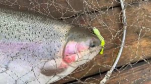 Поимки на актив и на донку.