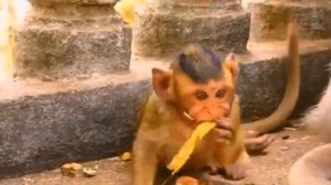 Когда старая макака опаздывает вовремя покормить детёныша молоком, Piggy... 1000042336.mp4