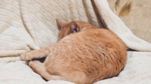 Рыжий кот умывается. ч.2.