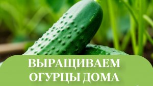 ЧТО ТАКОЕ МУЧНАЯ БОЛЕЗНЬ У ОГУРЦОВ.