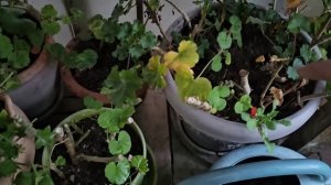 24 ноября-5 декабря 2025 . Собрала остатки, а они всегда сладки!!! Гирлянды уже на месте.