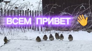 МИЛЕНЬКИЕ ТАКИЕ 🥰 ВОРОБУШКИ 🐦 И ХОТЯТ КУШАТЬ 🫶