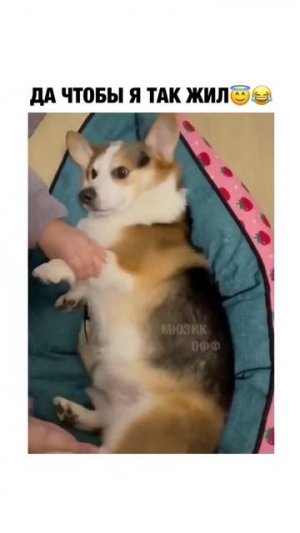 Хорошее настроение с Веселыми Лапками :)