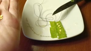 Простой способ повысить всхожесть семян