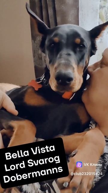 Щенок черно-подпалого Добермана в Питомнике, Москва - Россия. Купированный Доберман - пинчер.
