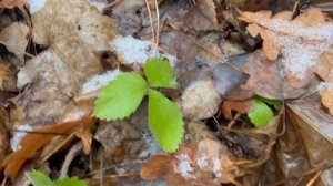 Декабрь. А в Национальном парке «Сенгилеевские горы» трава по‑прежнему зеленеет.   Приезжайте — возд