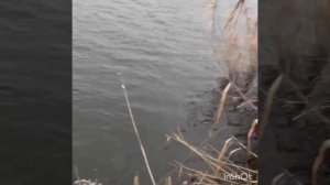 рыбалка на стикбэйт 08.12.2025.