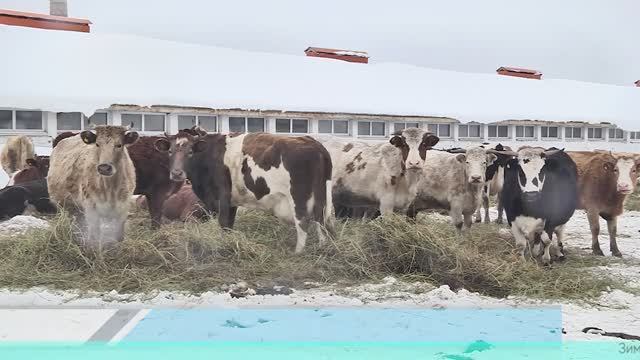 Абитовский фермер Гумар Исанов. ООО "Сатурн".