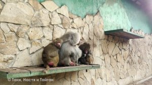 Елисей и Лида в любви, но и Люсе достается! Люся оставайся зимовать! Приняли Люсю греться в семье!