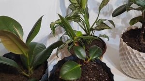 СРОЧНО ПРОВОДИМ ОБРАБОТКУ😱 НУ КАК ТАК-ТО ОПЯТЬ ЭТА НАПАСТЬ