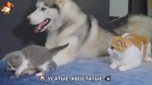 Котята и щенята 🐈🐶 Кошки и собаки 🤗 Милое видео про животных (17)