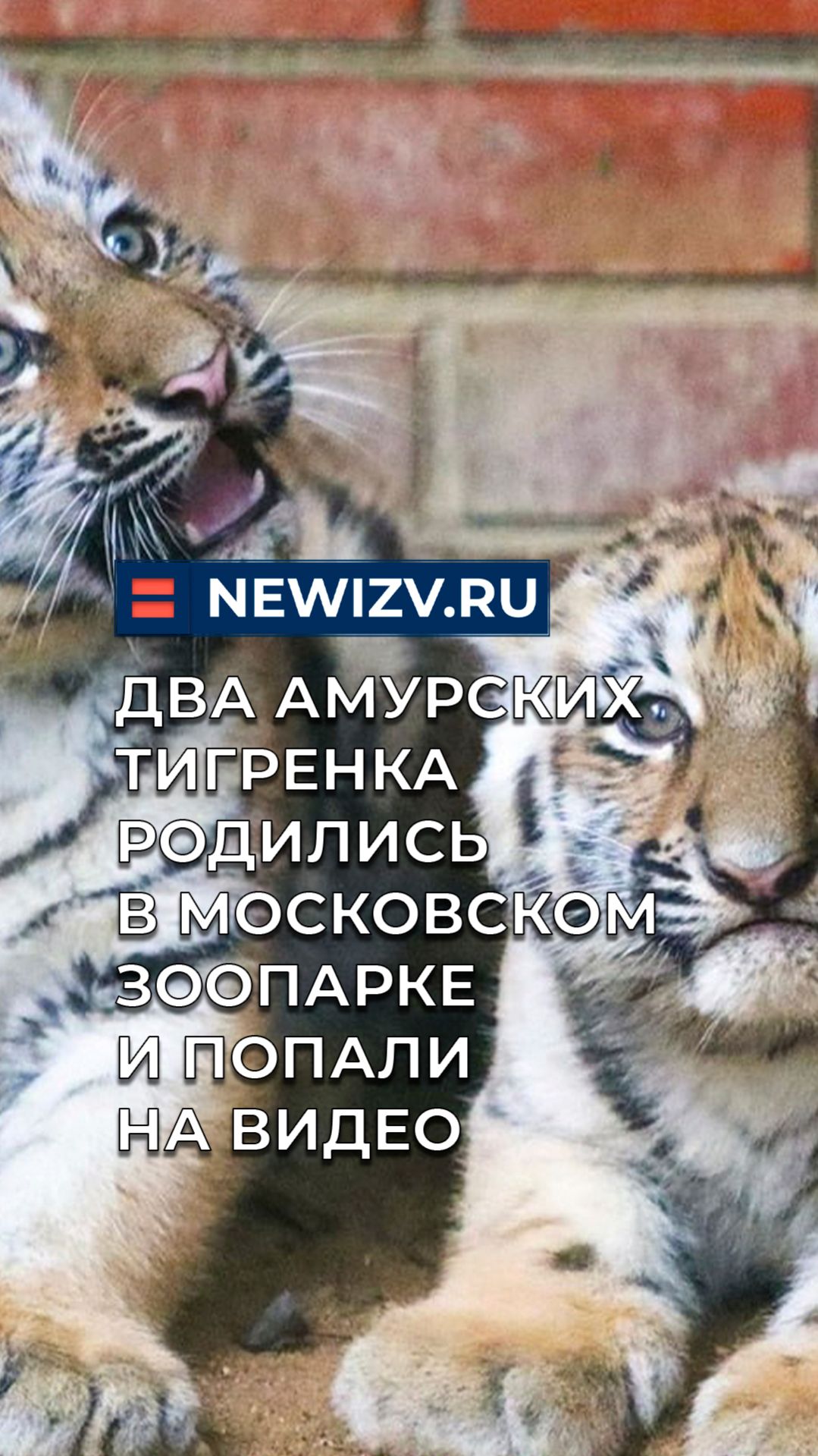 Два амурских тигренка родились в Московском зоопарке и попали на видео смотреть онлайн
