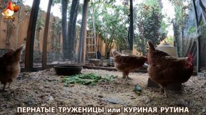Куриная рутина – что делают куры на выгуле 😂 эпизод (80)