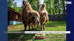 Любовь красноярских верблюдов Рады и Женьки: подробности истории