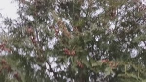 Ждем зиму...все еще ждем