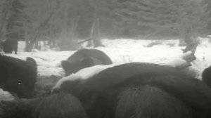 Кабаны видео фото ловушки