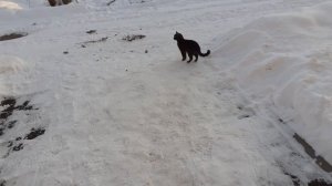 Тишка выпросился на улицу.