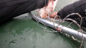 Самая трофейная рыбалка на щуку с Active Target. Ловля на бигбейты. Реанимация щуки.