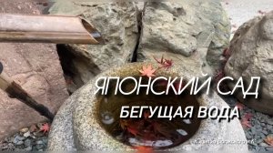 Японский сад в декабре 2025. Шум воды и музыка✅
