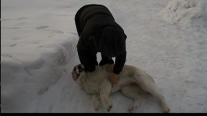 Соседский щенок Вика пришла пообниматься. (Архив)