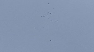 1000107109.mp4 6:30 полет голуюей.