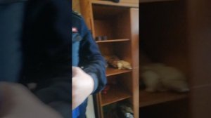 VID_20241017_123234.mp4