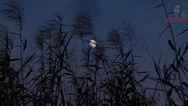 МУРАВЬИНЫЙ ЧЕЛОВЕК. Страшные истории на ночь 🫣🫣🫣 смотреть онлайн