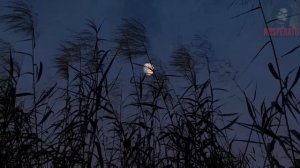 МУРАВЬИНЫЙ ЧЕЛОВЕК.  Страшные истории на ночь 🫣🫣🫣