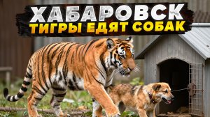 Хабаровск тигры едят собак